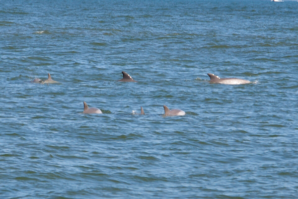 5 dolphins